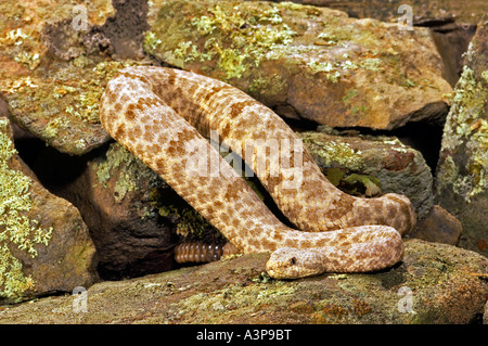 Rattlesnake Rock tacheté Crotalus lepidus lepidus SW USA Banque D'Images