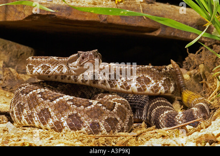 Southern Pacific Rattlesnake Crotalus viridis helleri trouvés Mexique Californie USA Banque D'Images