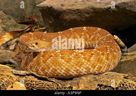 Crotale (Crotalus ruber diamant rouge ruber USA Banque D'Images