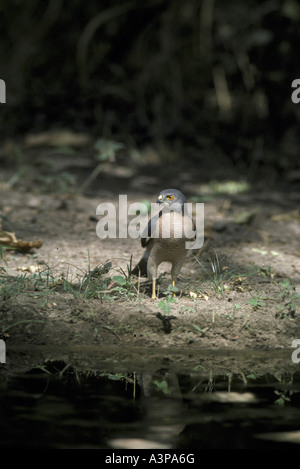 Shikra Accipiter badius debout près de l'eau Banque D'Images