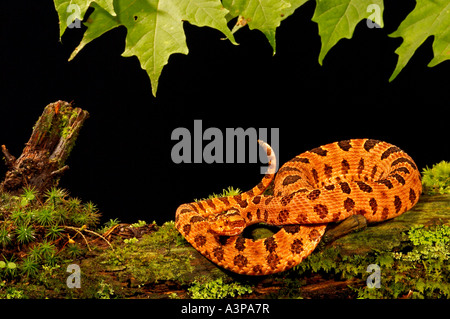 Crotale pygmée rouge Sistrurus miliarius miliarius points chauds SE USA Banque D'Images