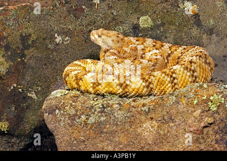 Le sud-ouest de crotale (Crotalus mitchelli mouchetée pyrrhus USA Banque D'Images