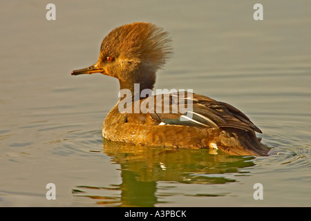 Harle couronné Lophodytes cucullatus Lakewood Colorado USA femelle Banque D'Images