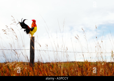 Chant du coq sur barrière Banque D'Images