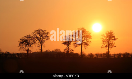 Arbres en silhouette au coucher du soleil, dans la campagne du Suffolk, Newmarket, East Anglia, Angleterre, Royaume-Uni Banque D'Images