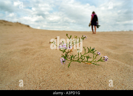 Une petite usine sur la Dune dans le Parc National de Courlande, Nida, Lituanie Banque D'Images