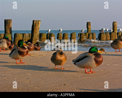 Les goélands et les canards oiseaux en face de blocs de bois pour la protection de la côte sur la plage d'Heringsdorf Usedom, Allemagne Banque D'Images