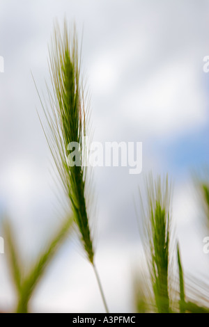 La culture du blé dans la région de field, dessous vue, close-up Banque D'Images