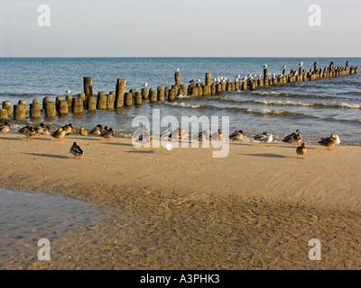 Différents oiseaux canards et goélands en face de blocs de bois pour la protection de la côte sur la plage d'Heringsdorf Usedom, Allemagne Banque D'Images