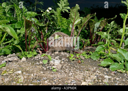 Hedgehog Erinaceous europaeus déménagement par fv betterave Banque D'Images