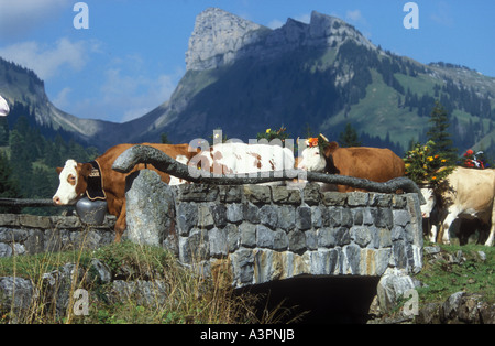 Les vaches décorées à summers fin laissant des alpages cross bridge dans Justis valley, Rhône-Alpes, Suisse Banque D'Images
