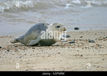 Phoque gris Halichoerus grypus pup déménagement jusqu'beach fv Banque D'Images