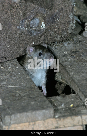 Rat surmulot Rattus norvegicus qui sort du trou de la fv de palettes Banque D'Images