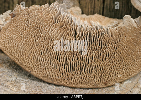 MAZEGILL DAEDALEA QUERCINA CHAMPIGNON CLOSE UP DE DESSOUS Banque D'Images