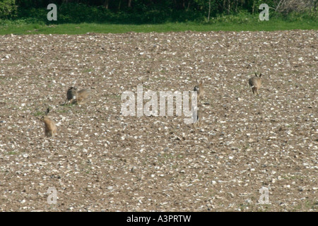 Lièvre BRUN LEPUS CAPENSIS GROUP CHASING DANS CHAMP ARABLE NORFOLK Banque D'Images