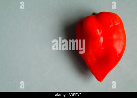 Piment Habanero rouge mûr, épicé chaud Banque D'Images