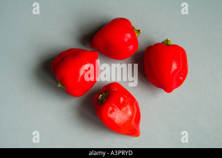 Piment Habanero rouge mûr, épicé chaud Banque D'Images