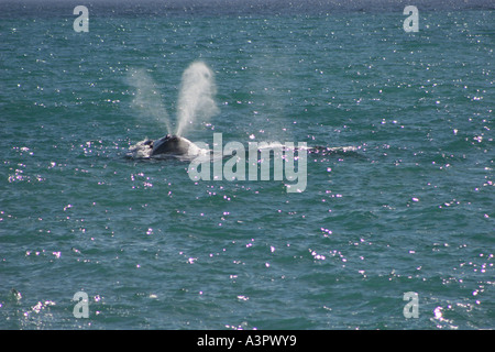 19 novembre 2005 baleine australe respirer près de Piramides Golfo Nuevo Peninsula Valdes Patagonie Argentine Chubut Banque D'Images