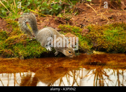 L'Écureuil gris (Sciurus carolinensis) boire d'étang Banque D'Images