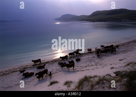 Les vaches sur l'île de Vatersay plage Barra Western Isles of Scotland Banque D'Images