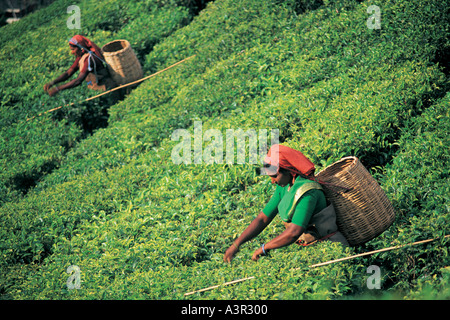 Les cueilleurs de thé Inde Banque D'Images