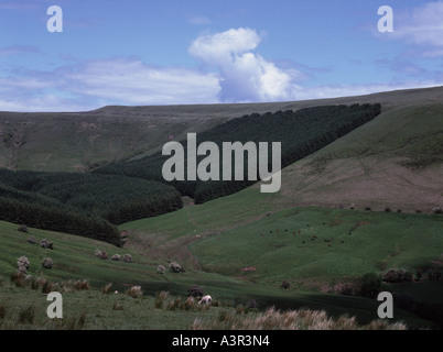 Les moutons au-dessus de passage de l'Évangile dans la Montagne Noire est au sujet de Hay-on-Wye au Pays de Galles et juste en dessous Offa's Dyke, Banque D'Images