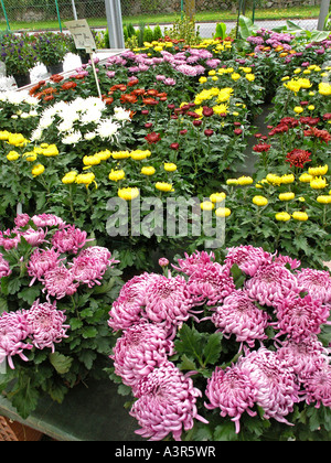 Marguerites dans une serre. Luchon France Banque D'Images