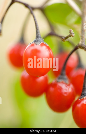 Deadly night shade Bittersweet Solanum dulcamara berries Banque D'Images