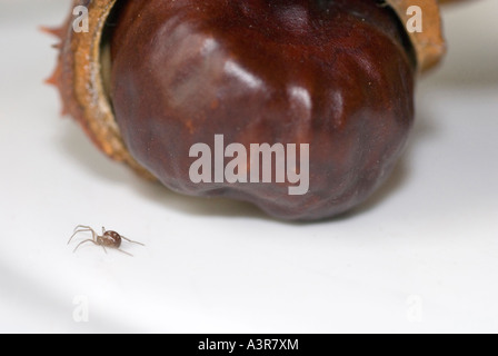 Araignée Argent Shell Conkers Banque D'Images