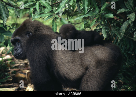 Gorille de plaine de l'ouest du Parc National de l'Ivindo Gabon Afrique de l'Ouest femelle avec bébé au dos Banque D'Images