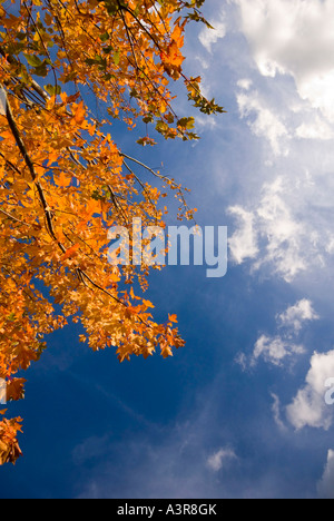 Sycomore automne Bedgebury Pinetum National UK Kent Banque D'Images