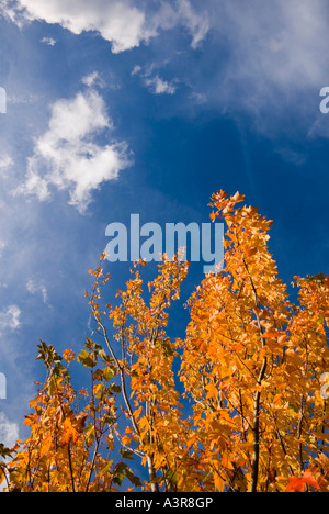 Sycomore automne Bedgebury Pinetum National UK Kent Banque D'Images