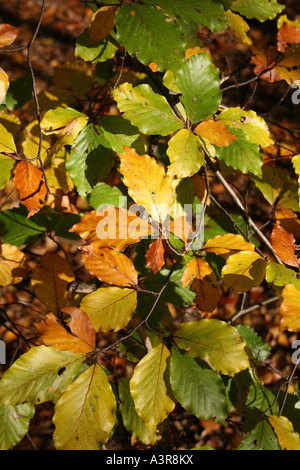 FAGUS SYLVATICA. Feuilles de hêtre en automne. Banque D'Images