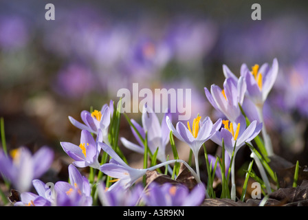 Au printemps lilas Crocusses Vernus Crocus vernus Banque D'Images