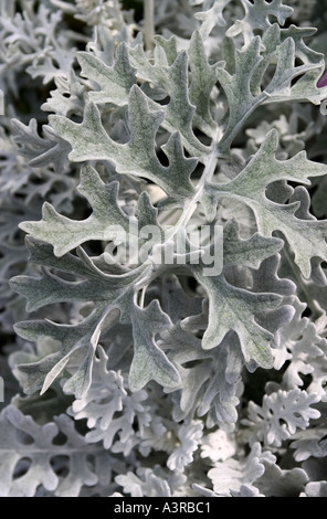 Jardins Horniman Forest Hill London England UK Banque D'Images