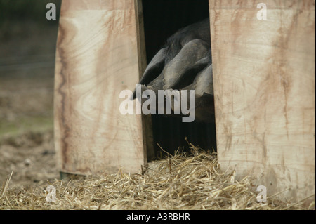 Grand noir des porcs dans un champ. Banque D'Images