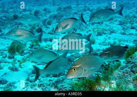 Les marins de l'école choix Johnrandallia parra Caieiras Fernando de Noronha National Marine Sanctuary Pernambuco Brésil Banque D'Images