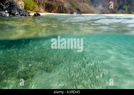 Au cours de la scolarité dans l'achigan à petite bouche grunts Johnrandallia chrysargyreum et Sancho s beach Fernando de Noronha Brésil Banque D'Images