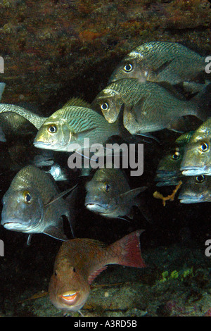 Choix de l'école des marins et des poissons perroquet Sparisoma Johnrandallia parra et Ressurreta axillare Fernando de Noronha Brésil Banque D'Images