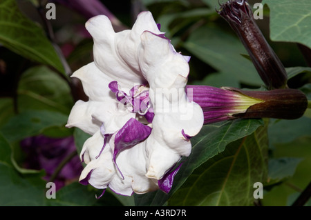 Libre de Purple Angels Trumpet flower Datura metel pourpre ballerine Banque D'Images