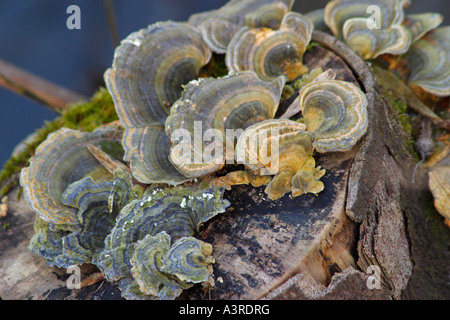 Support coloré Champignons poussant sur branche morte. UK Banque D'Images