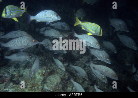 Choix des marins scolarité Johnrandallia parra et porkfish Anisotremus virginicus Abrolhos Brésil Banque D'Images