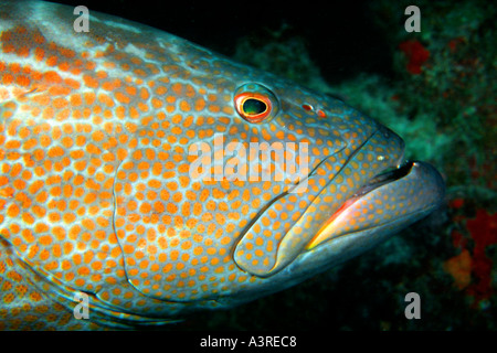 Détail de la tête de mérou noir Mycteroperca bonaci Rosalina shipwreck Abrolhos National Marine Sanctuary Bahia Brésil Banque D'Images