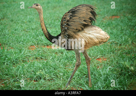 Nandou ou siriema Rhea americana Bonito Mato Grosso do Sul, Brésil Banque D'Images