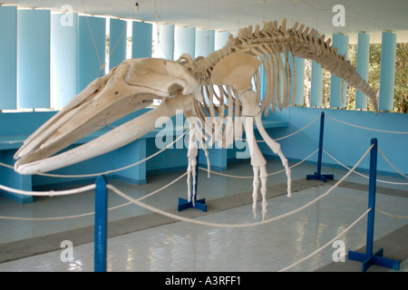 Squelette de baleine à bosse Megaptera novaeangliae affichée à la zoologie Musée d'Ilha do Cardoso São Paulo Brésil Banque D'Images