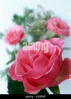 ROSES ROSE diffusée doucement et de manière sélective l'accent sur l'avant-plan sur fond blanc de fleurs Banque D'Images