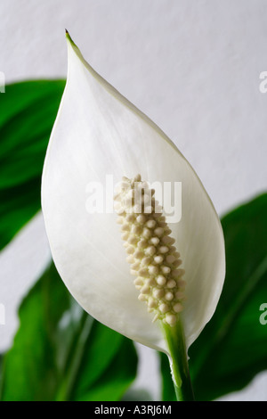 Close up fleur de lys de paix contre spathiphyllum feuilles vertes. Banque D'Images