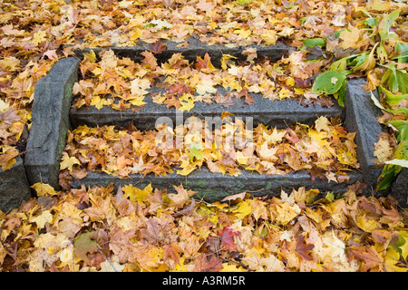 Vieux escaliers de pierre couvert de feuilles d'érable par dead Kansas USA Banque D'Images