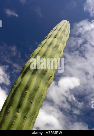 Très grand cactus contre Deep blue sky with white clouds Banque D'Images