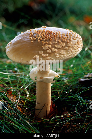 L'Amanita rubescens champignons Blusher Kent, Angleterre, Royaume-Uni. Banque D'Images